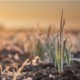 gel-et-pertes-agricoles-:-une-nouvelle-aide-financiere-!