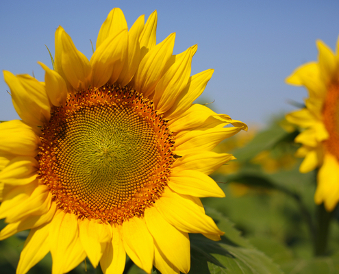 difficultes-d’approvisionnement-en-huile-de-tournesol-:-quelles-consequences-?