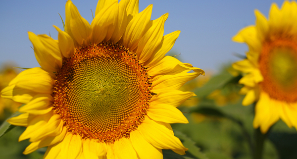 difficultes-d’approvisionnement-en-huile-de-tournesol-:-quelles-consequences-?