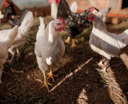 grippe-aviaire-:-le-point-au-10-mai-2022