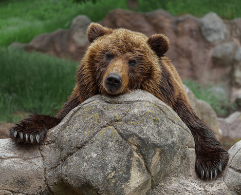 eleveurs-:-comment-vous-proteger-des-ours-bruns-?