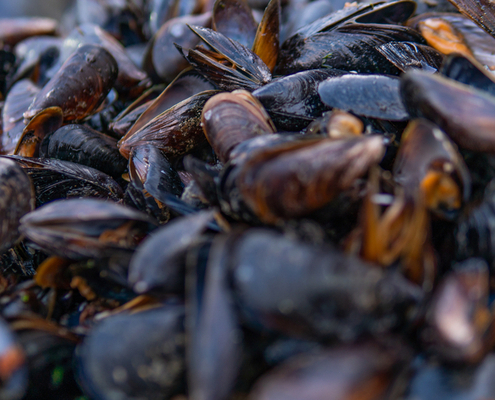 plan-de-resilience-:-une-aide-specifique-pour-les-conchyliculteurs