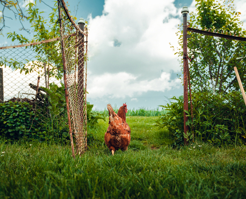 grippe-aviaire-:-quelles-consequences-pour-le-label-rouge-?