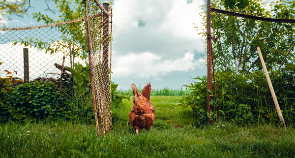 grippe-aviaire-:-quelles-consequences-pour-le-label-rouge-?