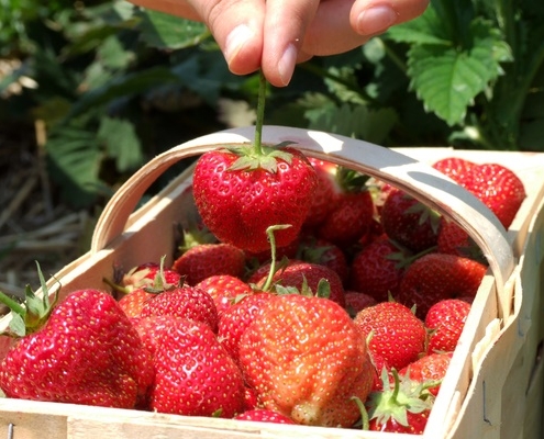 travail-saisonnier-:-rappel-des-regles-a-respecter