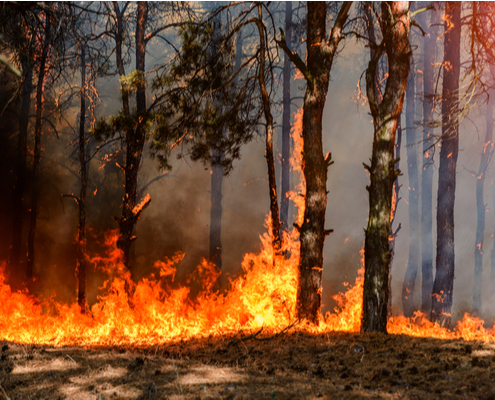 incendies-en-gironde-:-une-aide-d’urgence-pour-les-travailleurs-independants