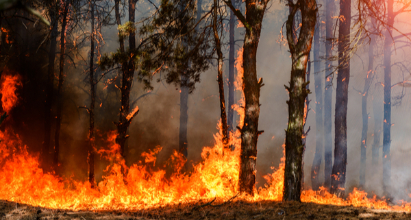 incendies-en-gironde-:-une-aide-d’urgence-pour-les-travailleurs-independants