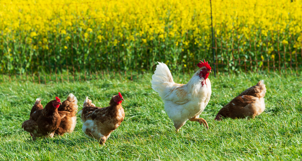 referent-«-bien-etre-animal-»-:-du-nouveau-pour-les-elevages-de-porcs-et-de-volailles