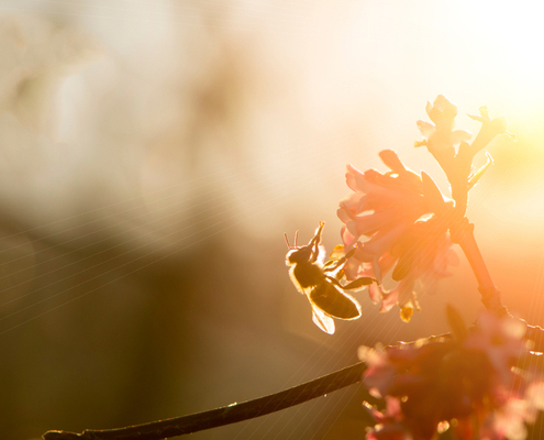 preservation-des-ruches-a-la-reunion-:-un-biocide-pour-lutter-contre-les-insectes-ravageurs