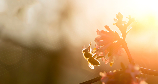 preservation-des-ruches-a-la-reunion-:-un-biocide-pour-lutter-contre-les-insectes-ravageurs