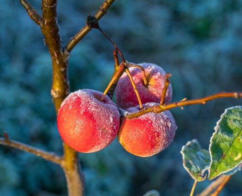 une-indemnisation-pour-les-agriculteurs-concernes-par-l’episode-de-gel-d’avril-2022