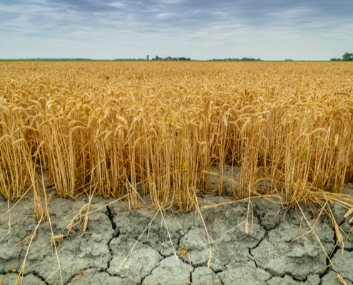 secheresse-:-de-nouvelles-mesures-pour-soutenir-les-agriculteurs