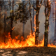 incendies-:-mise-en-place-d’une-cellule-dediee