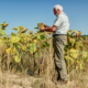 aleas-climatiques-:-un-dispositif-pour-(r)assurer-les-agriculteurs-!