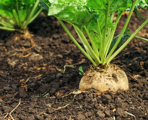 transport-de-betteraves-sucrieres-:-des-depassements-de-poids-total-roulant-autorises