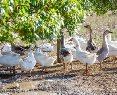 grippe-aviaire-:-de-nouvelles-obligations-pour-limiter-la-propagation-du-virus