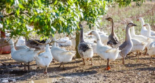 grippe-aviaire-:-de-nouvelles-obligations-pour-limiter-la-propagation-du-virus