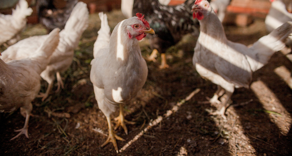 grippe-aviaire-:-risque-eleve-sur-le-territoire-metropolitain