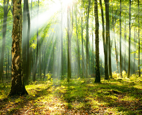 investissement-forestier-:-un-nouveau-credit-d’impot