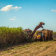 planteurs-de-canne-a-sucre-:-une-aide-financiere-pour-faire-face-aux-surcouts