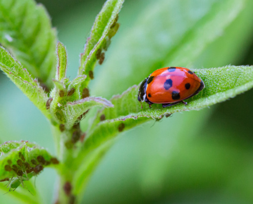 protection-des-cultures-et-de-l’environnement-:-un-guide-pour-lutter-contre-les-«-ravageurs-»