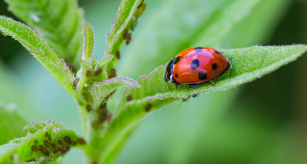 protection-des-cultures-et-de-l’environnement-:-un-guide-pour-lutter-contre-les-«-ravageurs-»